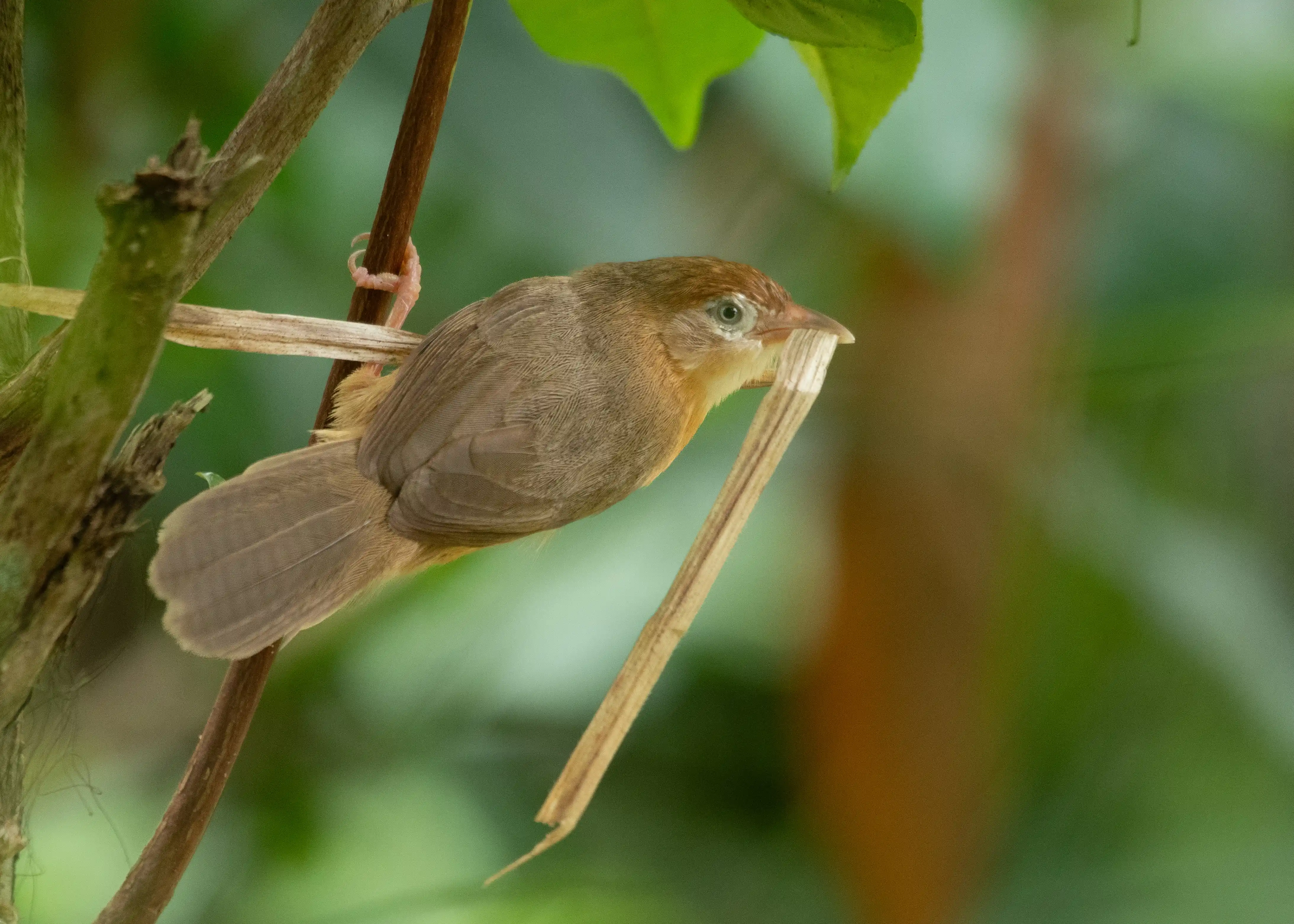 Tawny-bellied babbler